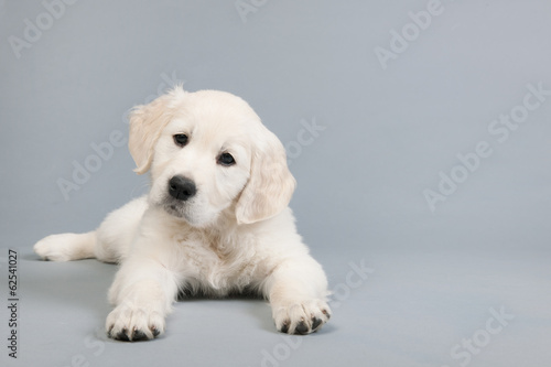 Puppy golden retriever #62541027