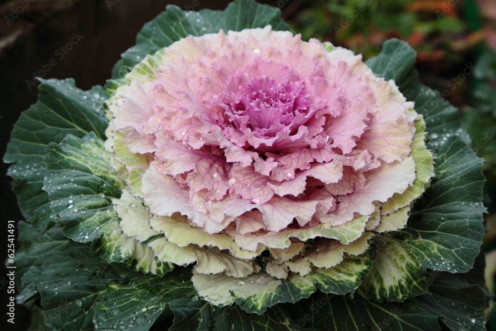 Obraz premium Pink decorative cabbage