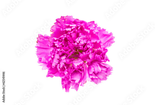purple carnations