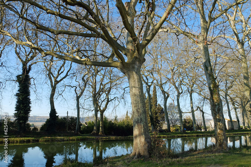 Canal du Midi, Lauragais, platanes photo