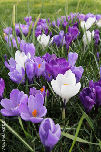 Spring flowers