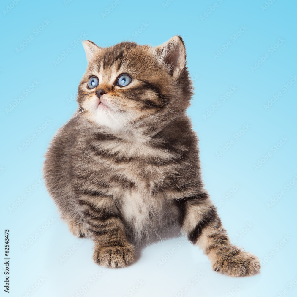 kitten on a  blue background