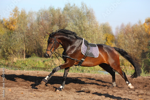 Fototapeta Naklejka Na Ścianę i Meble -  Beautiful bay horse galloping in autumn