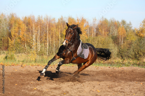 фотографія Beautiful bay horse galloping in autumn