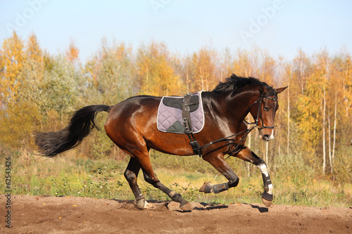 Beautiful bay horse galloping in autumn