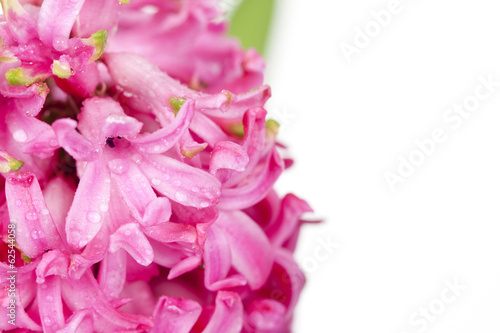 Pink hyacinth isolated on white
