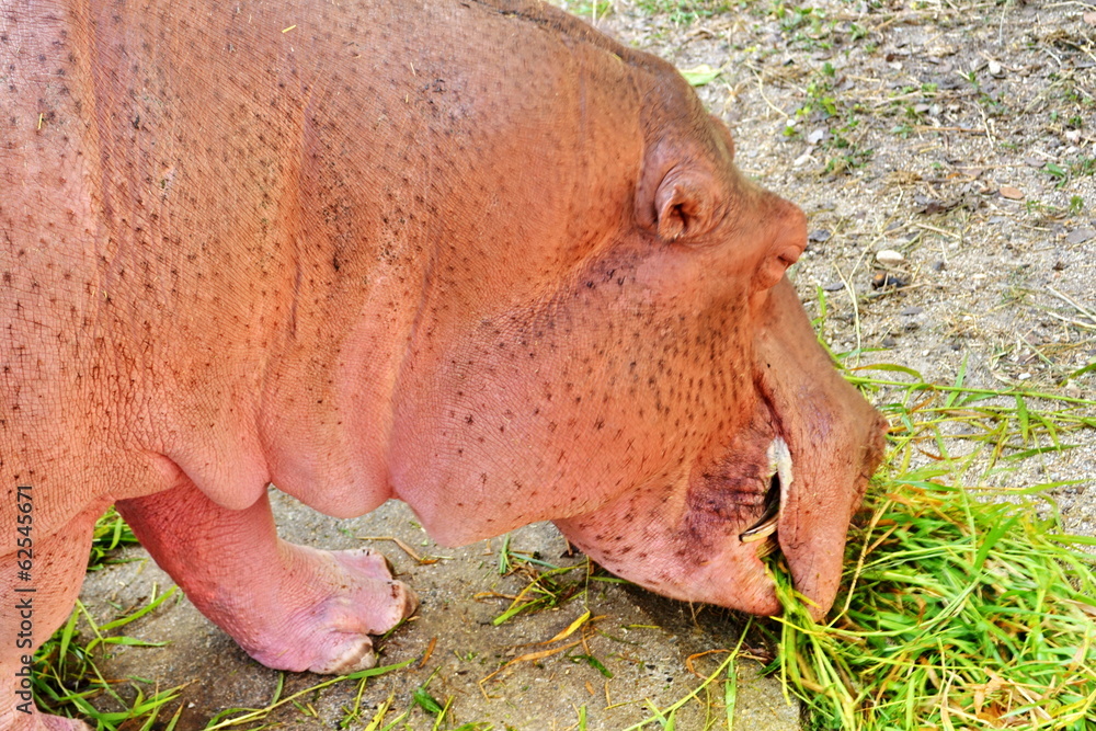 Hippo (Hippopotamus) Hippo (Hippopotamus)