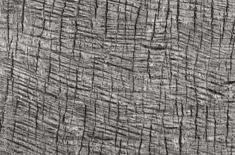 Fototapeta premium Palm tree trunk background texture