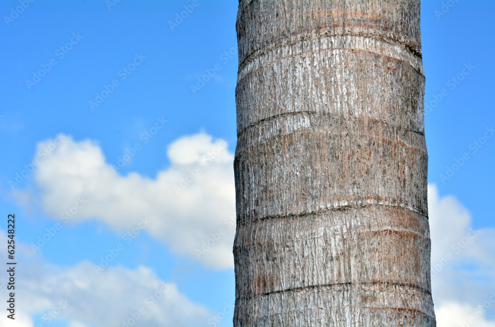 Palm tree trunk against blue sky