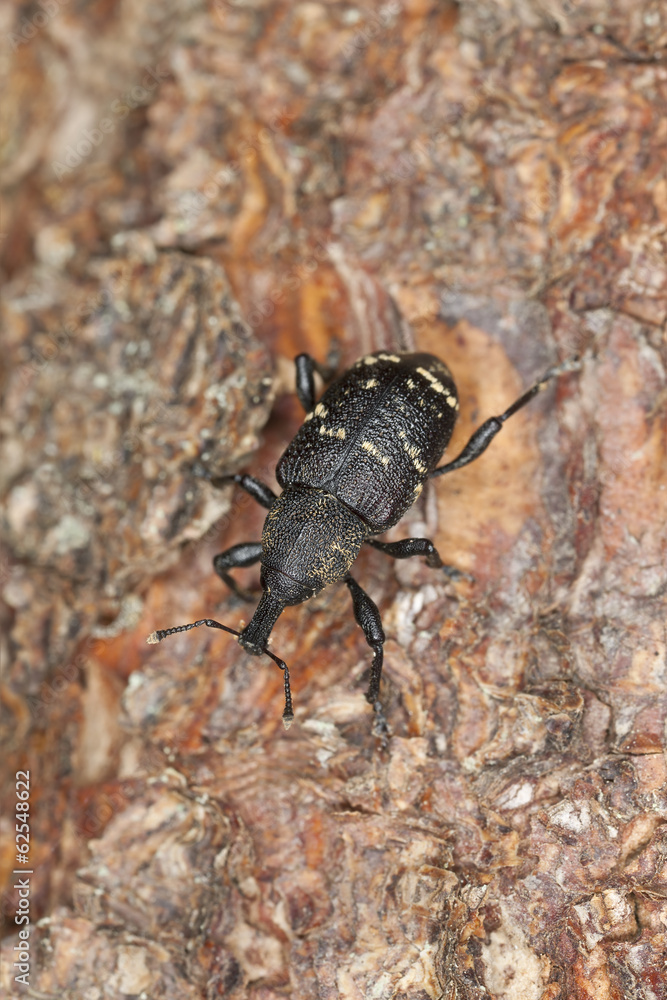 Large pine weevil, Hylobius abietis on pine wood Large pine weevil, Hylobius abietis on pine wood