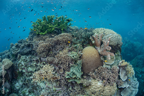 Pacific Coral Reef