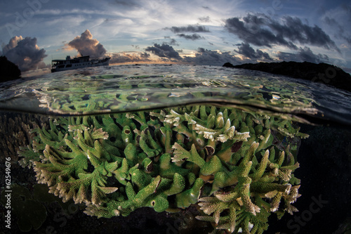 Solomon Islands Coral Reef