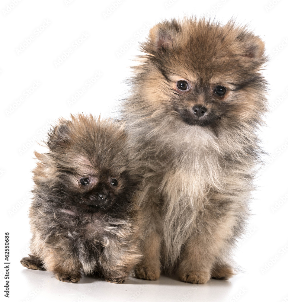 Obraz premium pomeranian puppies