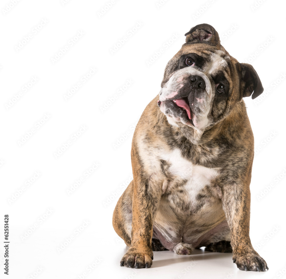 english bulldog english bulldog