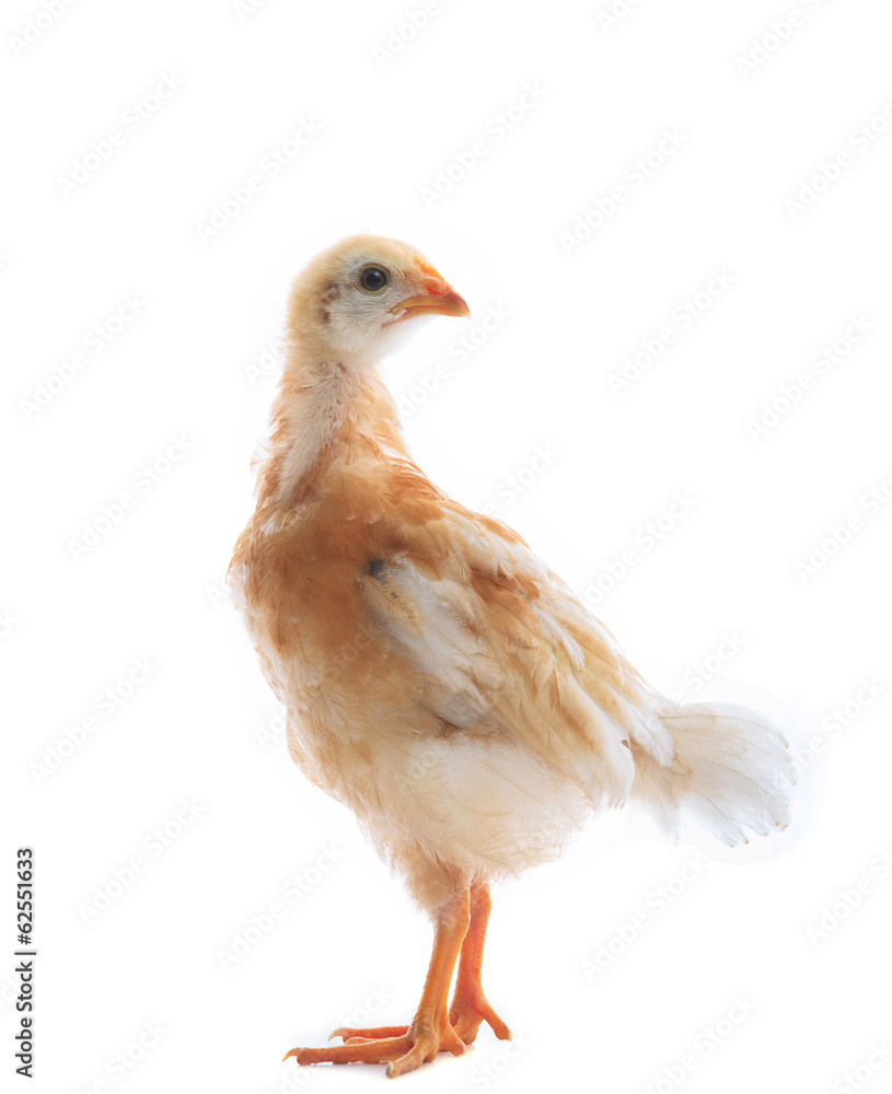 young chicken standin on white background use for livestock and