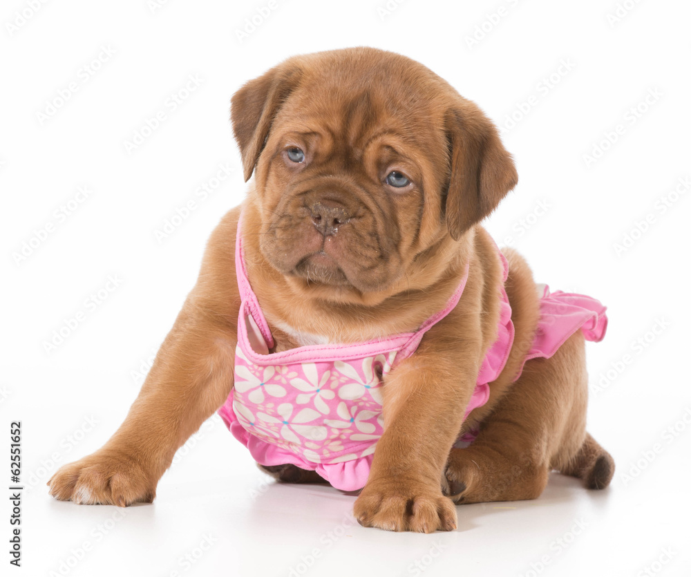 dog in bikini dog in bikini