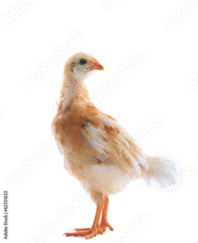 young chicken standin on white background use for livestock and