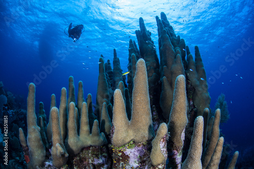 Diver and Coral Reef