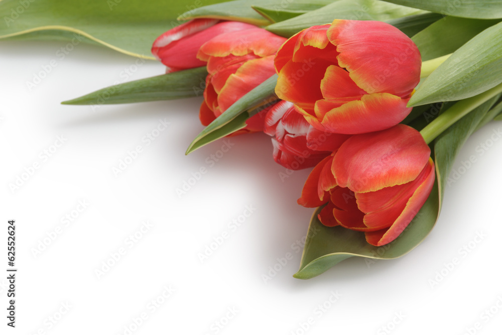 bunch of fresh tulips bunch of fresh tulips