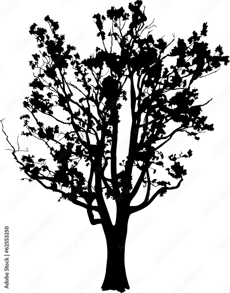 old oak tree silhouette isolated on white old oak tree silhouette isolated on white