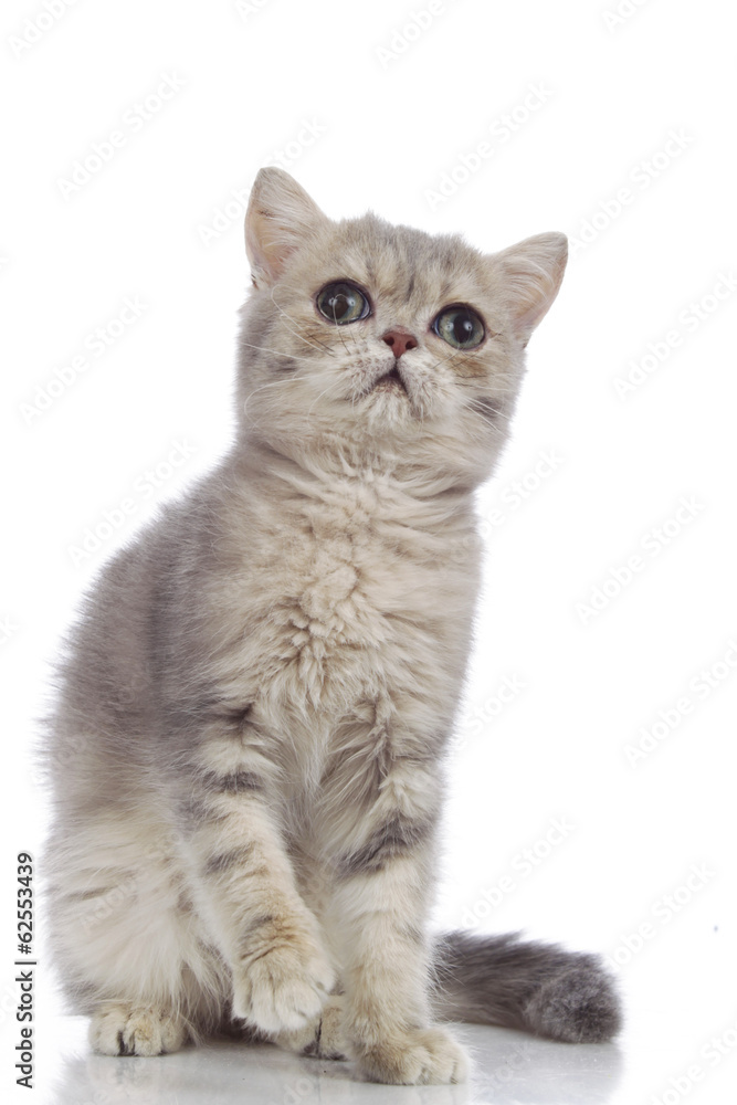 persian kitten isolated on white
