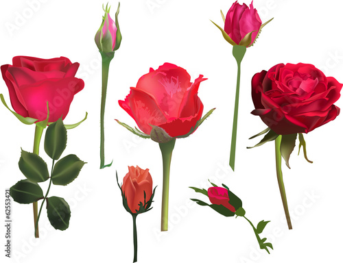 three red roses and four buds collcetion