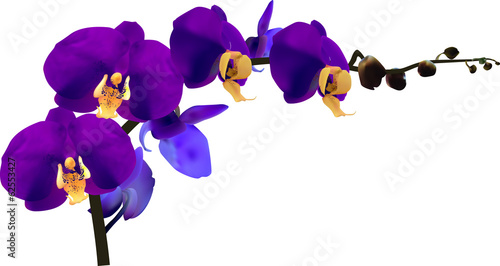 dark violet isolated orchid flowers branch