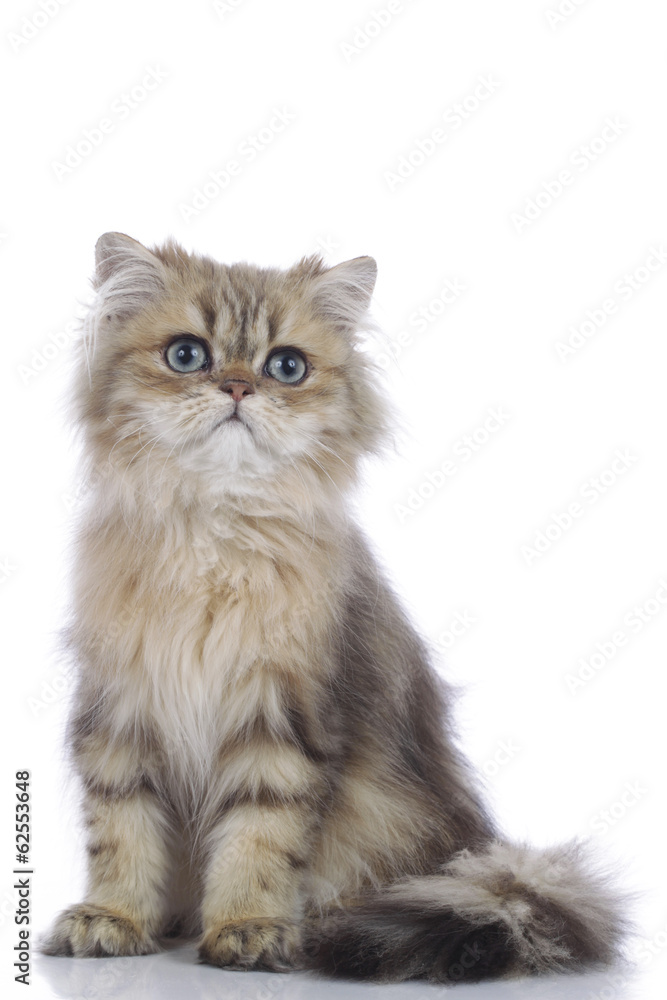 Obraz premium perski kociak na białym tle