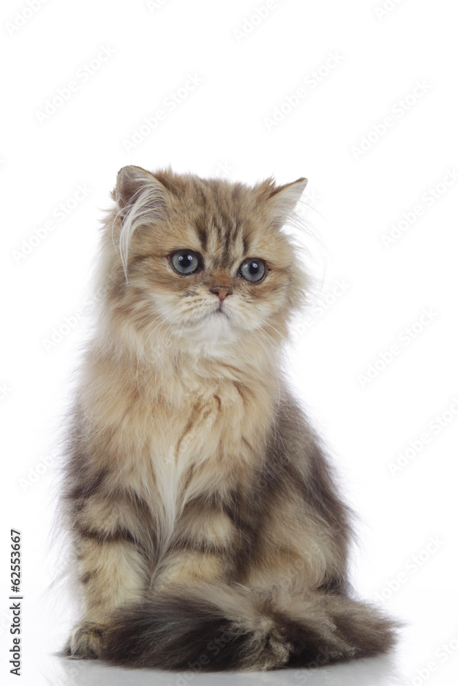 persian kitten isolated on white