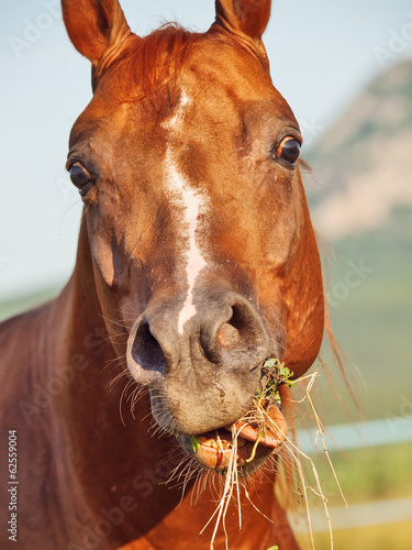 funny portrait of grazing sorrel horse