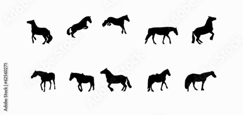 Horse Runs, Hops, Gallops Isolated on White Background © olegganko