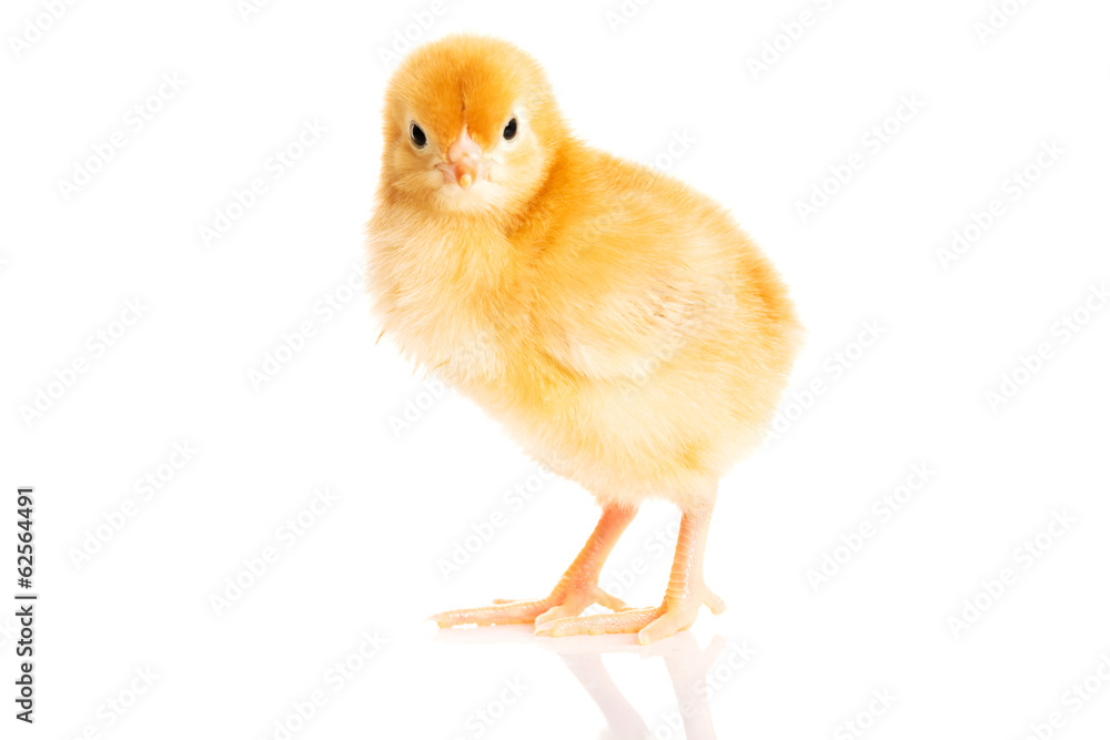 Little chicken Little chicken