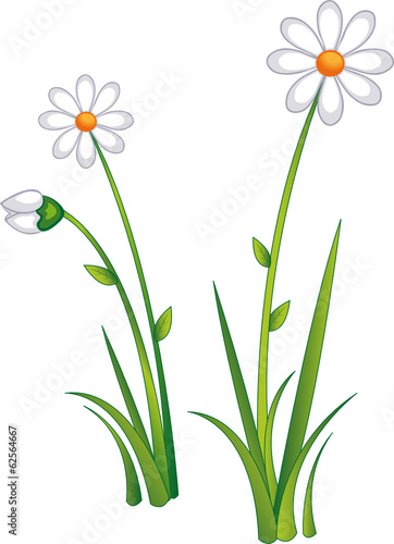 Margeriten Vorlage