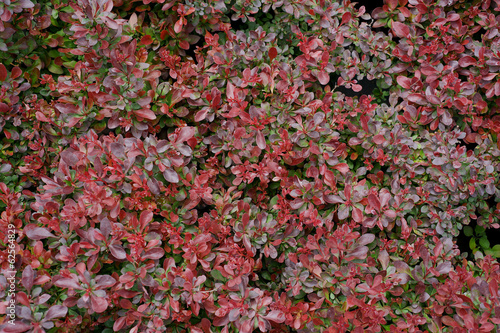 Berberis thunbergii Atropurpurea Nana