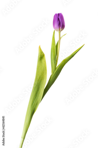 Fototapeta Naklejka Na Ścianę i Meble -  Tulip