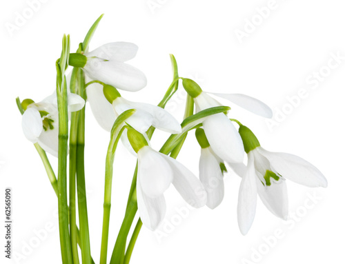 Fototapeta Naklejka Na Ścianę i Meble -  Beautiful snowdrops, isolated on white
