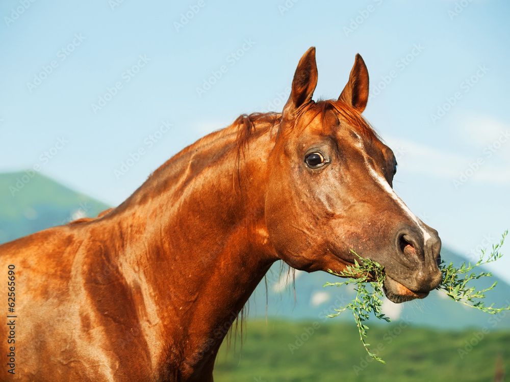 Fototapeta premium portrait of beautiful sorrel horse at freedom