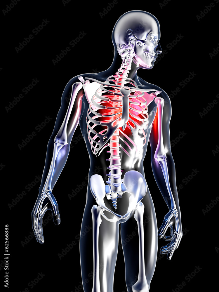 Anatomie - Brustschmerzen Anatomie - Brustschmerzen