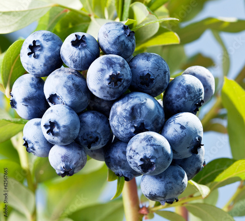 Blueberries on a shrub.
