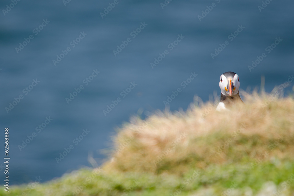 Obraz premium UK Farne Island Puffin