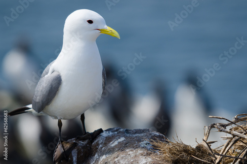UK Farne Island Kittiwake