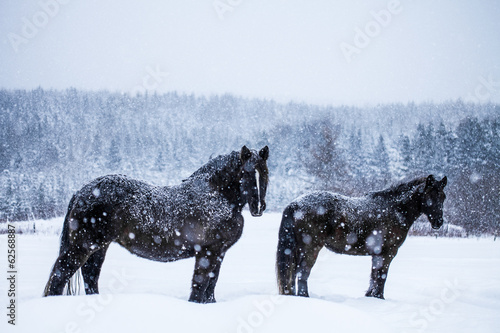 Horses Looking at the Camera during a Snowstorm