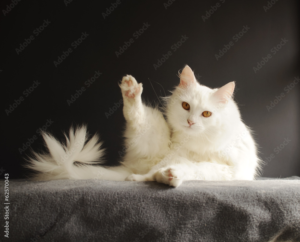 Cat in a funny pose - obrazy, fototapety, plakaty 