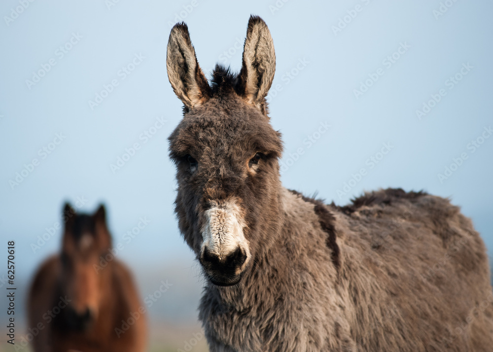 gray fluffy donkey