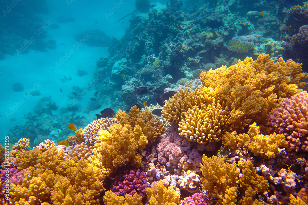 Fototapeta premium coral reef