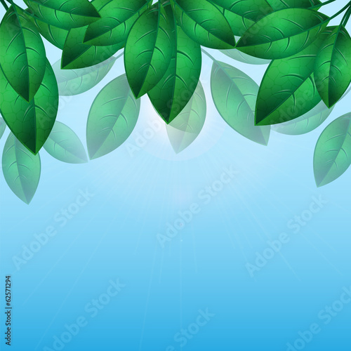 green leaves on a background of blue sky.natural background.flor