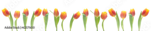 Fototapeta Naklejka Na Ścianę i Meble -  Banner - Red and Yellow Tulips