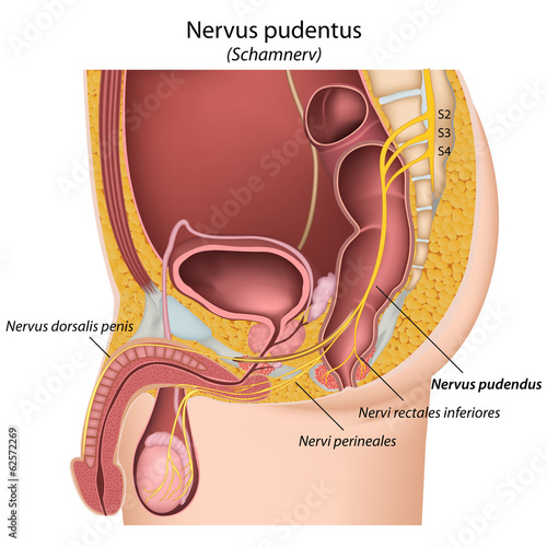 Nervus pudendus, Pudentalnerv