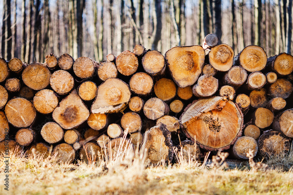Pile of freshly cut logs