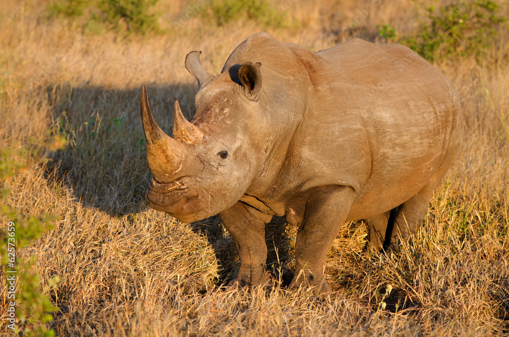 White Rhinoceros in Warm Morning Light, Kruger National Park White Rhinoceros in Warm Morning Light, Kruger National Park